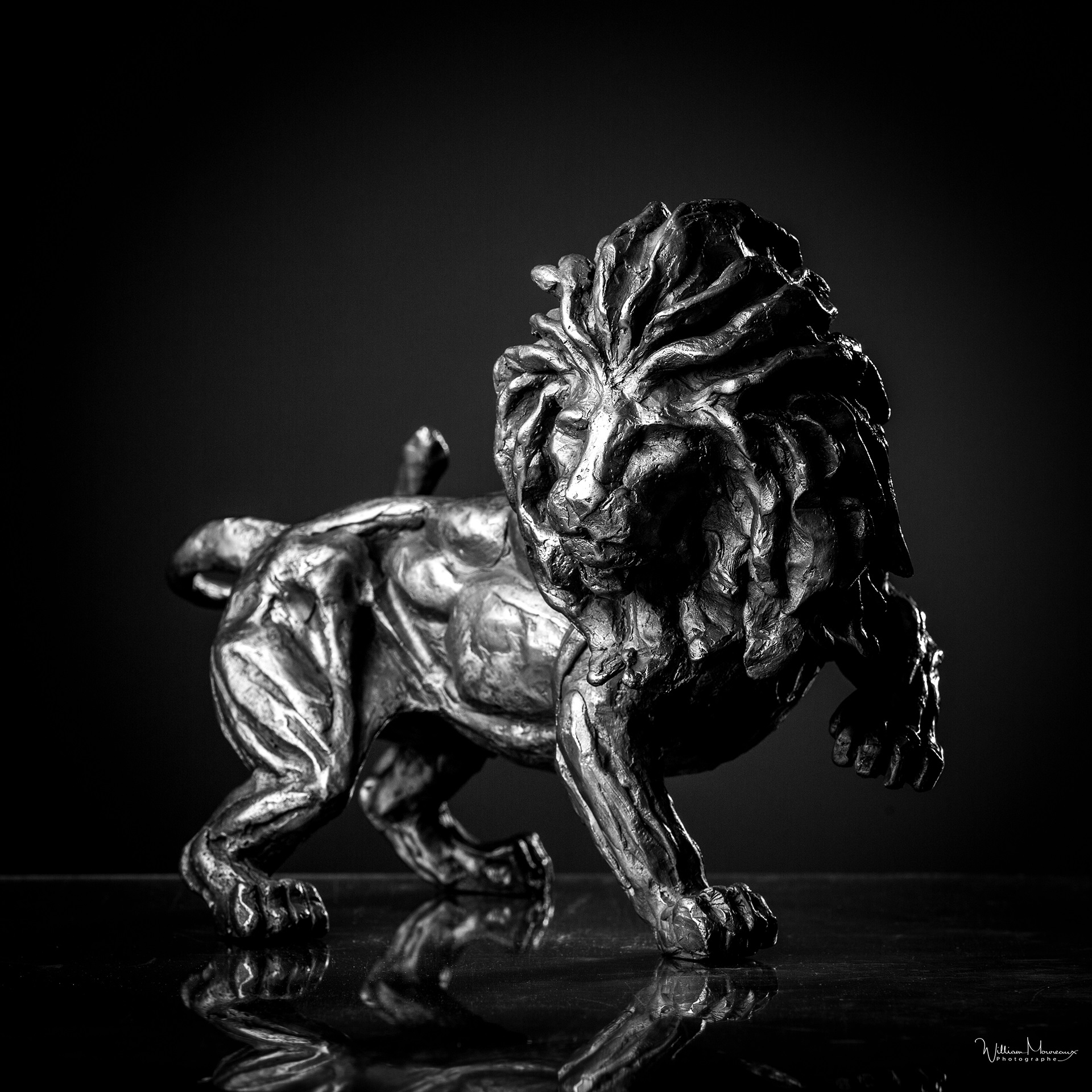 lion-a-laffut-lion-on-the-lookout