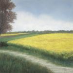 Promenade dans les champs de colza