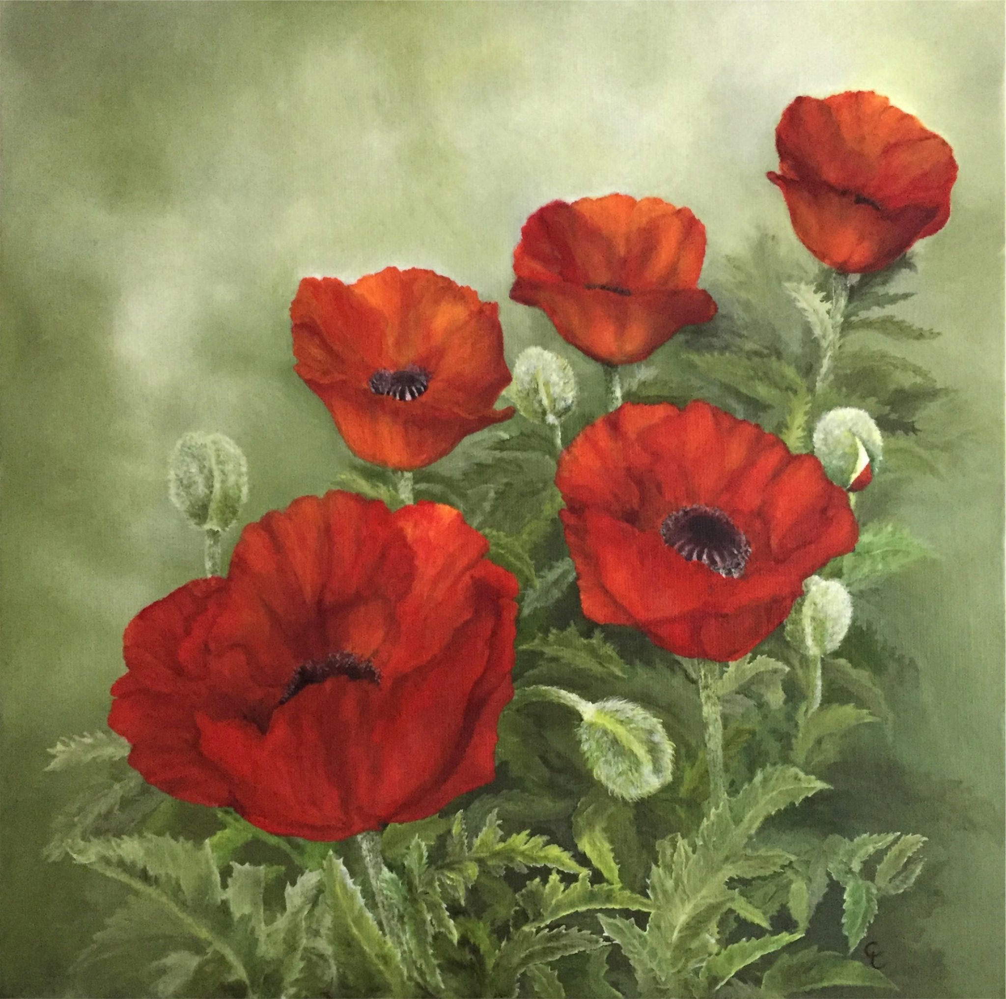 des-coquelicots