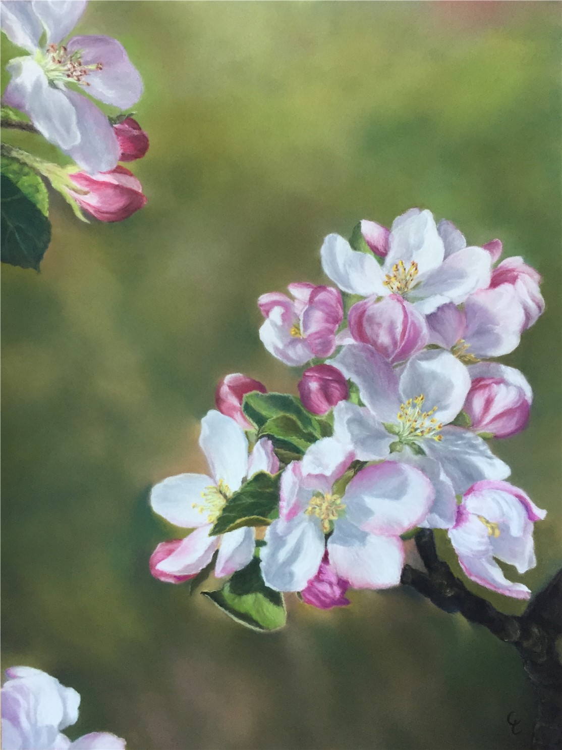 fleurs-de-pommier