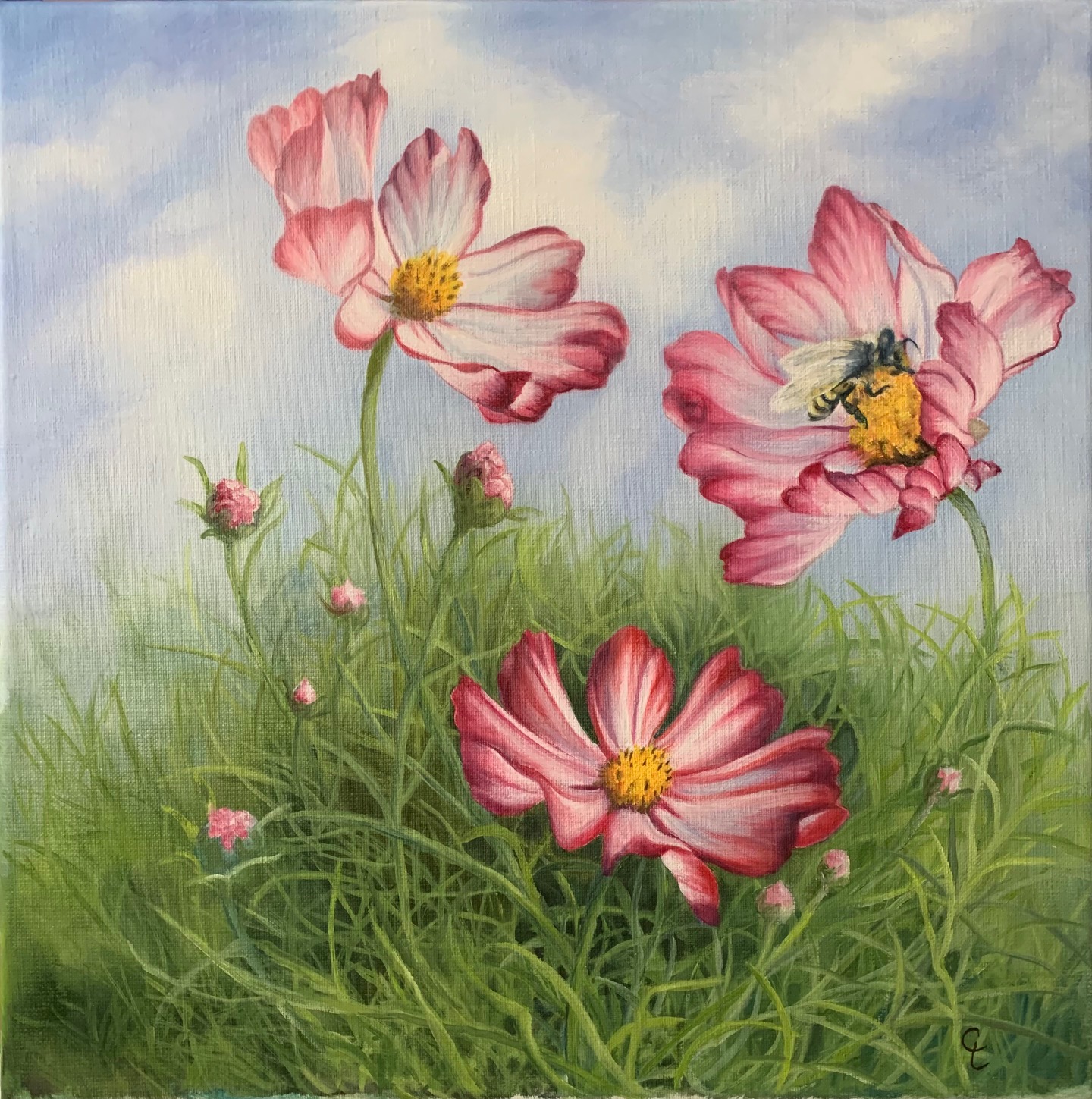 les-cosmos