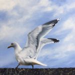 LA MOUETTE par Claire TRAGEL