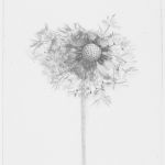 pissenlit par Catherine KEUN