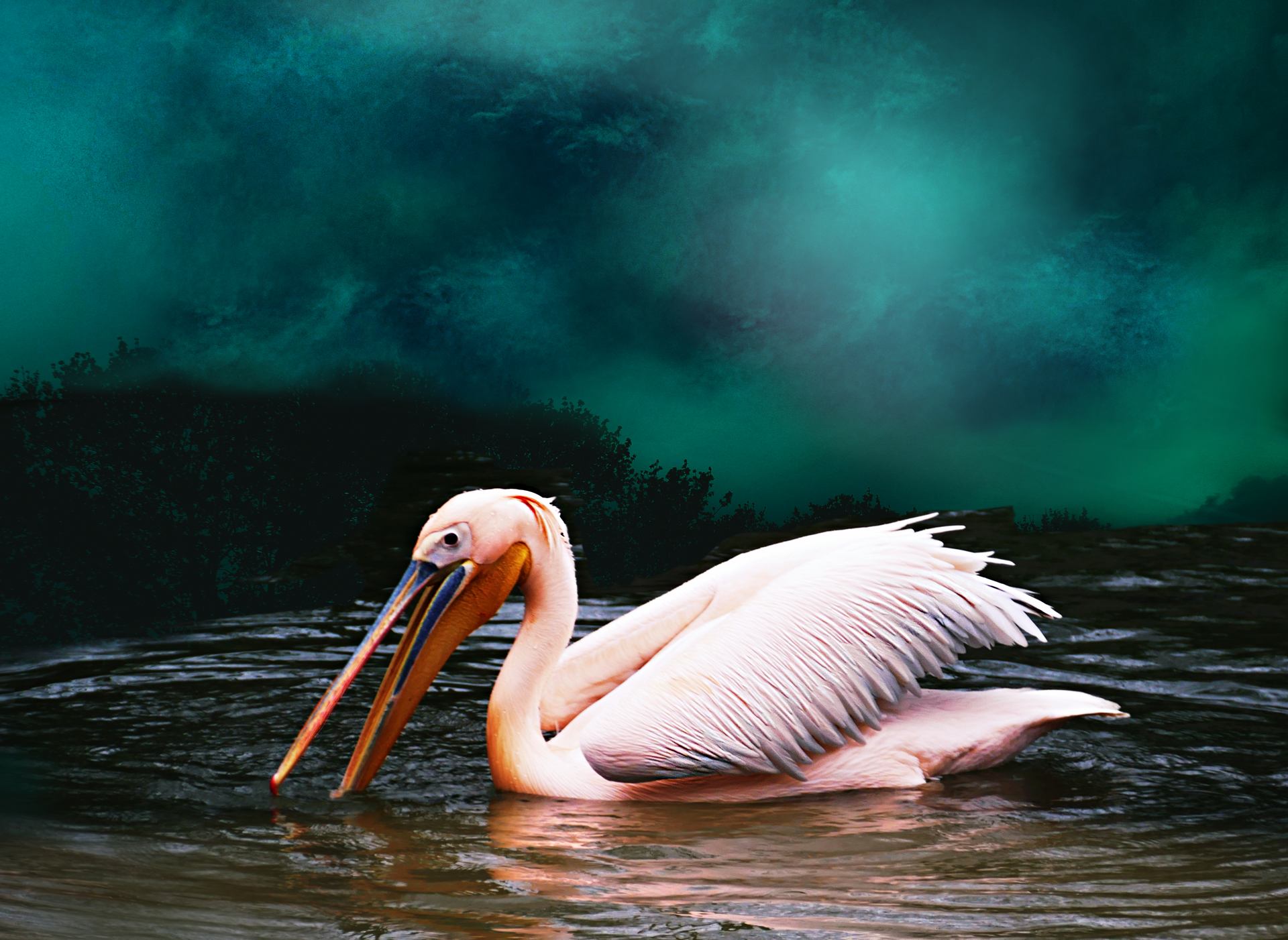 le-pelican