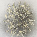 142 grammes, 2023 par Jean-Jacques DUMONT