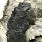 tempImageoeu8G4