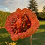 hortensia par Françoise Vantaux