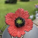 Coquelicot par Françoise Vantaux