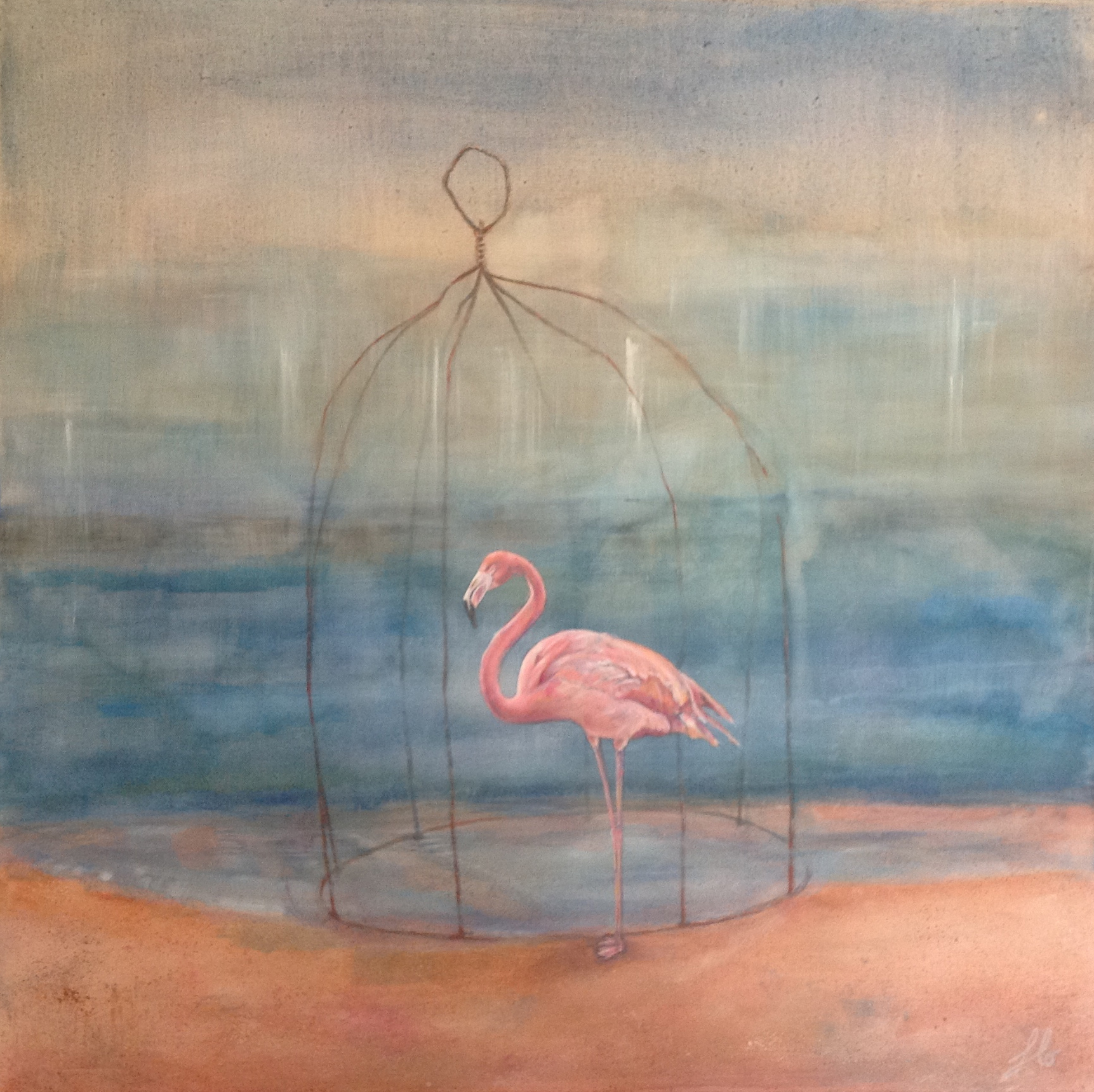 flamant-rose