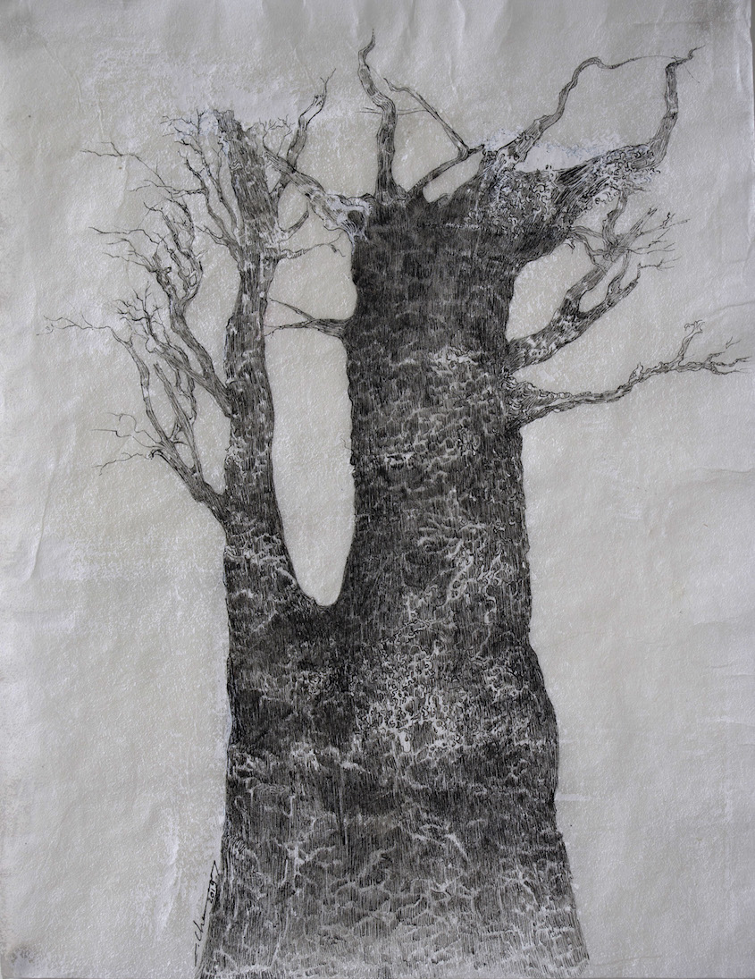 arbre-decume-1-2019