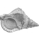 CONQUE ROYALE par Catherine LE GARS