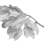 MAGNOLIA-DESSIN D\'OBSERVATION par Catherine LE GARS