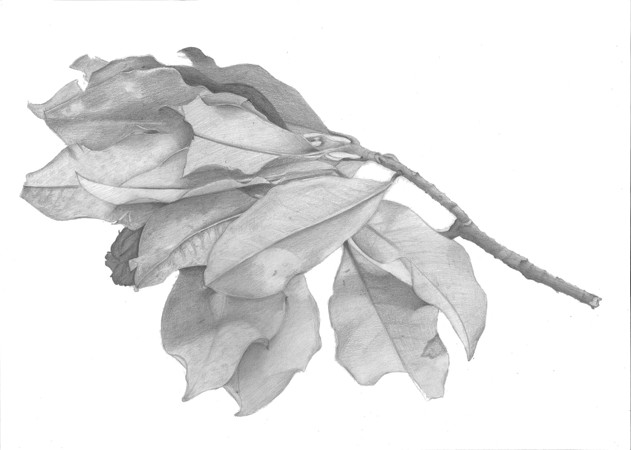 magnolia-dessin-dobservation