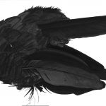 PLUME D\'OISEAU