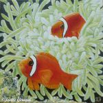 Nemo