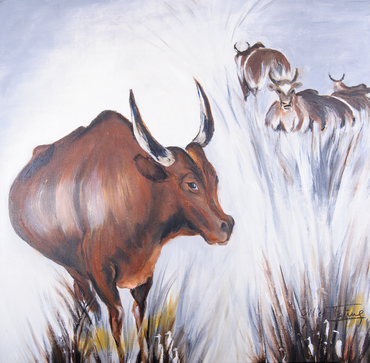 zebu