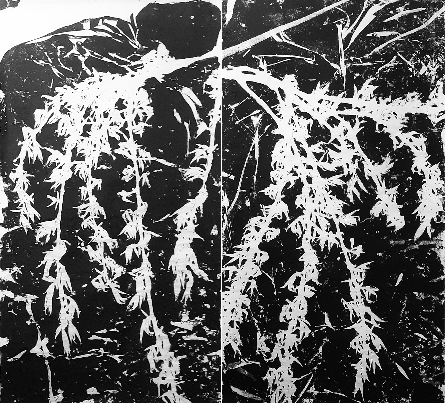 projet-saule-1