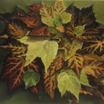Feuilles d\'Automne