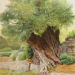 JARDIN DE SALECIA