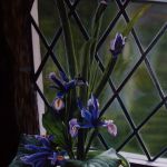 les Iris