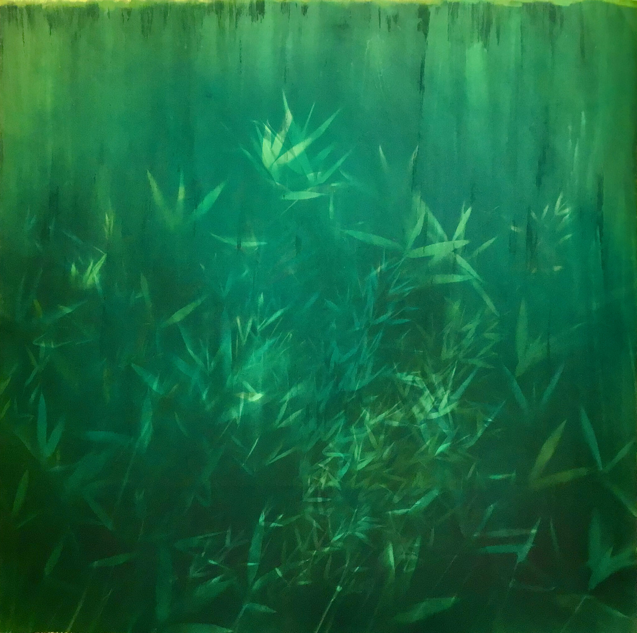 amazonia-ii