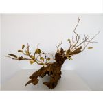 métamorphose par Geneviève MATHIEU
