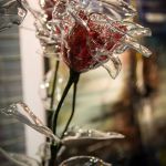 roses plexiglas 11
