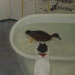 Chat, canard, baignoire, et paravent
