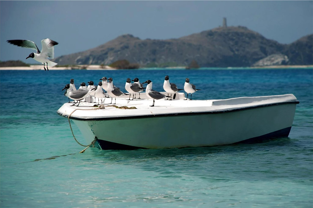 les-mouettes-a-tete-noire
