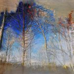 Mémoire d\'arbres